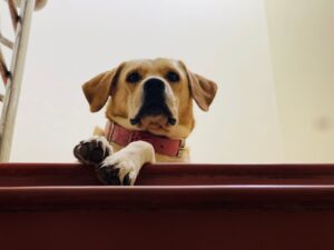 Cachorro olhando do alto da escada, à espera