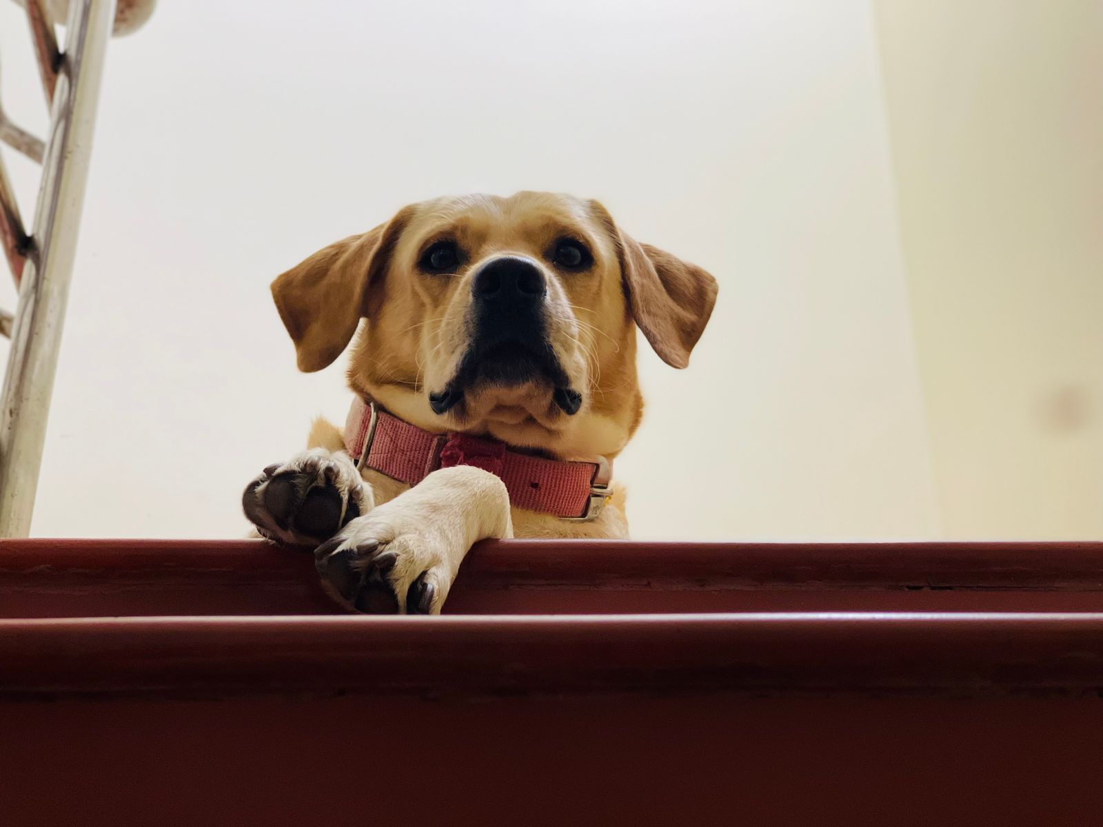 Cachorro olhando do alto da escada, à espera